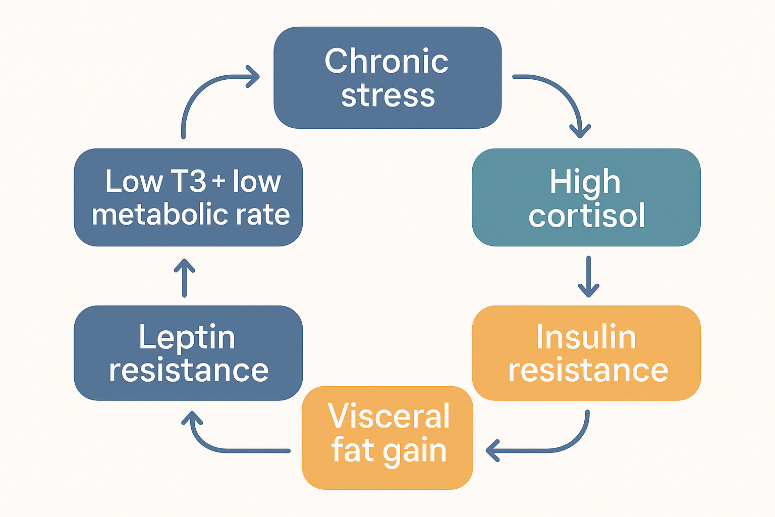 A vicious-cycle systems diagram: chronic stress raises cortisol, which drives insulin resistance, leading to visceral fat gain, then leptin resistance, then low T3 and low metabolic rate, which loops back to chronic stress