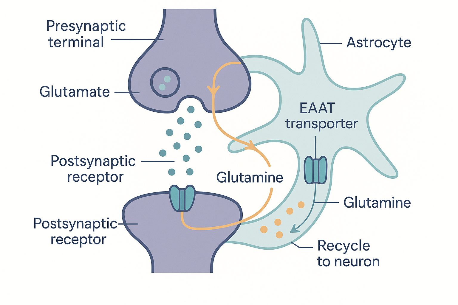 A glutamate synapse with an astrocyte wrapped around it: glutamate molecules in the cleft being pulled into the astrocyte by an EAAT transporter, converted inside to glutamine, and the glutamine shuttled back to the presynaptic neuron to be remade into glutamate — a labelled recycling loop