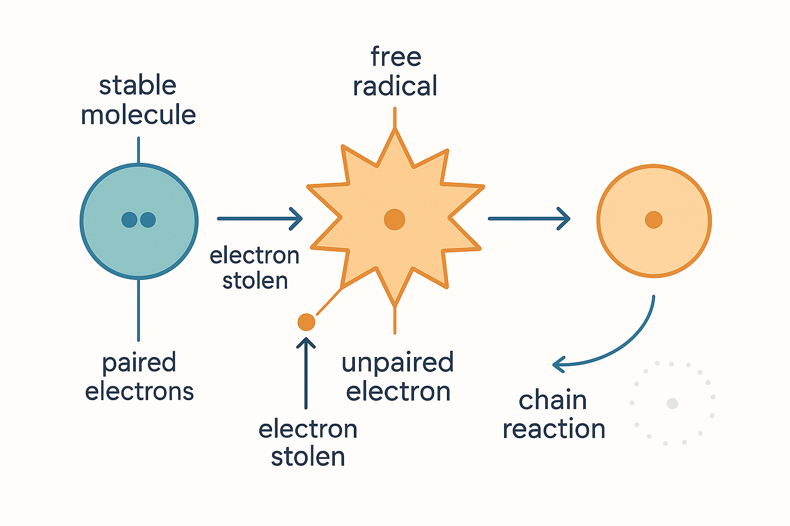 A stable molecule whose two outer electrons sit as a neat pair, with a free radical alongside bearing a single unpaired electron, reaching in to pull one electron away; the victim molecule is left with its own unpaired electron and a small chain arrow shows it about to attack the next molecule