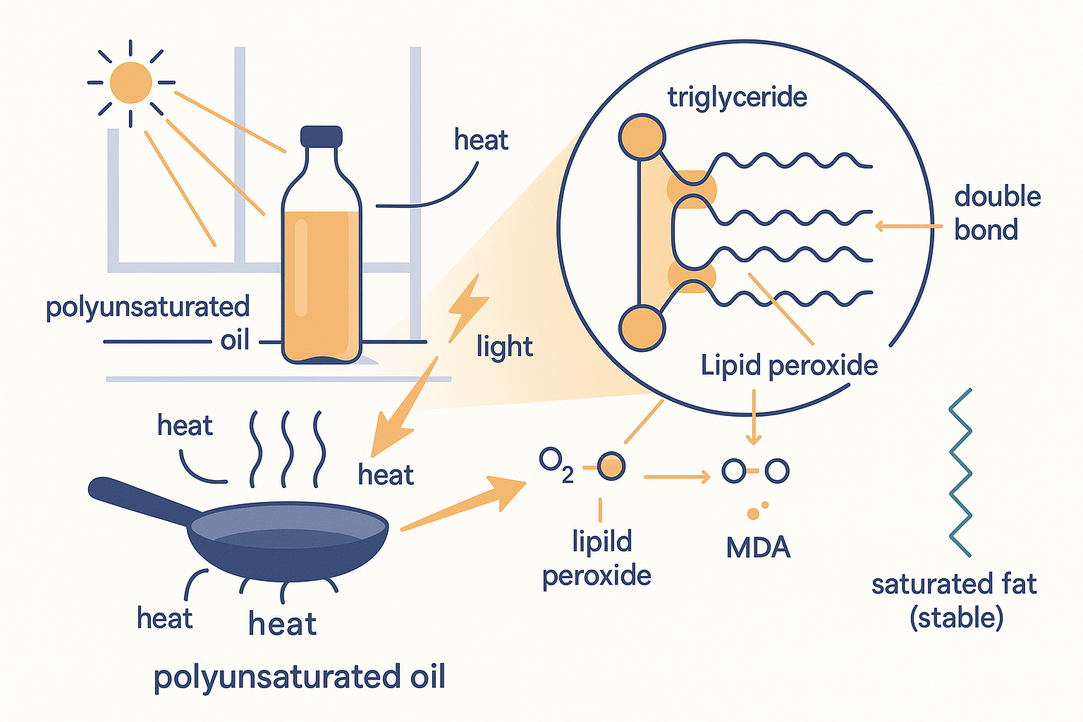 A kitchen scene: a clear bottle of polyunsaturated cooking oil on a sunny windowsill above a hot frying pan; inside the oil, a triglyceride with three wavy double-bonded PUFA tails; arrows for heat, light and an oxygen molecule attacking a double bond to form a lipid peroxide, which then snaps into smaller aldehyde fragments labelled 4-HNE and MDA; a stable saturated-fat molecule beside it shown unbroken