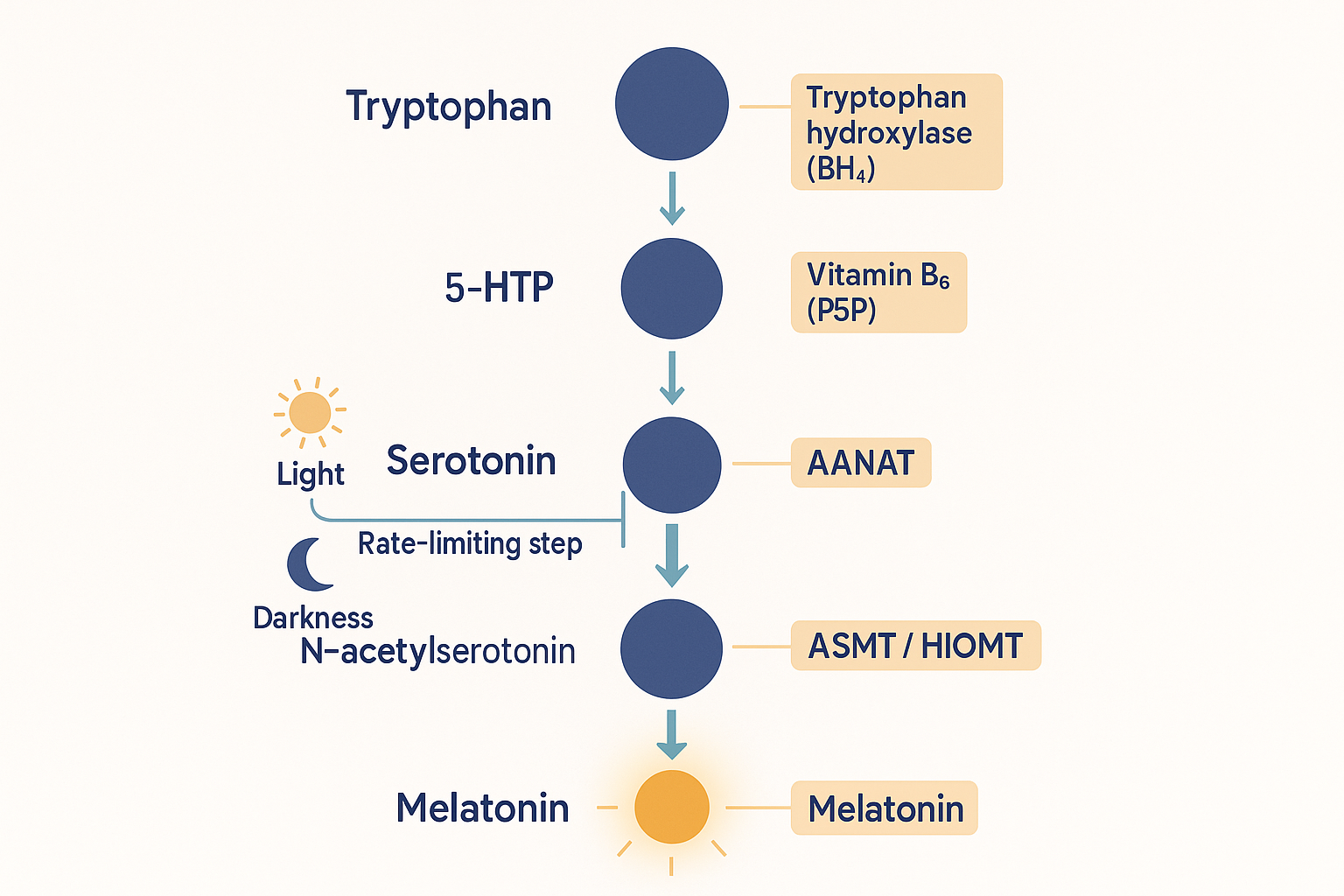 The melatonin biosynthesis pathway as a vertical assembly line: tryptophan to 5-HTP (tryptophan hydroxylase, BH4) to serotonin (decarboxylase, vitamin B6) to N-acetylserotonin (AANAT, the light-controlled rate-limiting step) to melatonin (ASMT/HIOMT, SAM-e), with each enzyme and cofactor labelled and a sun icon suppressing AANAT and a moon icon activating it