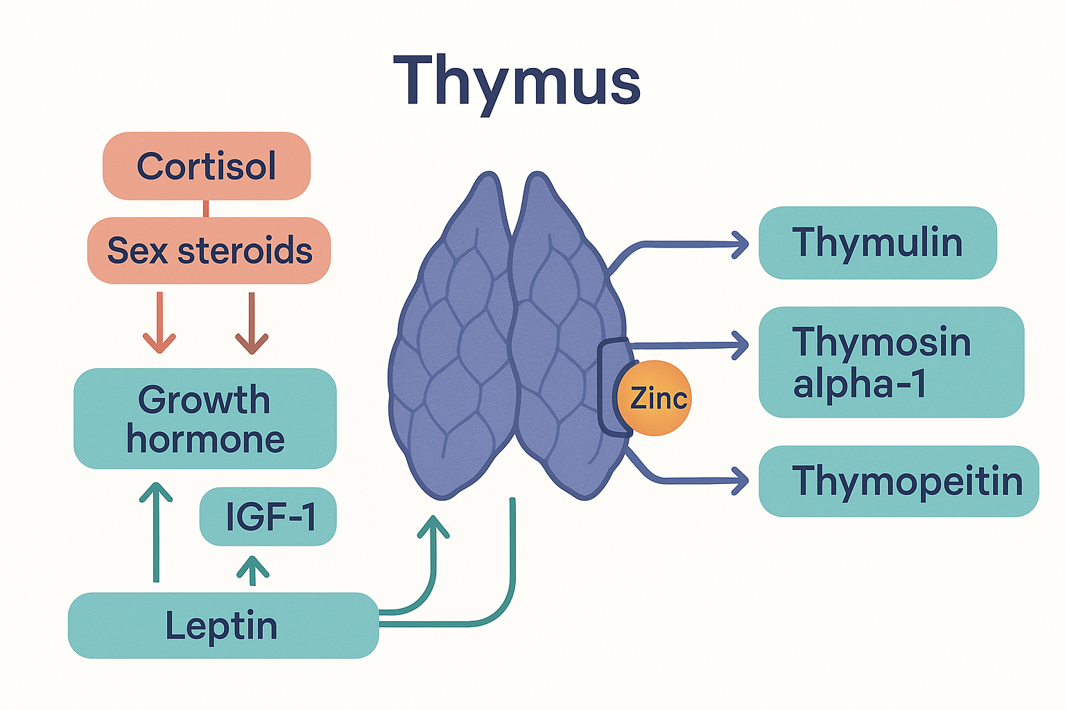 A central thymus with arrows out to its secreted hormones thymulin, thymosin alpha-1 and thymopoietin, with a zinc ion clipping into thymulin to activate it, and arrows in from cortisol and sex steroids that shrink it and from growth hormone, IGF-1 and leptin that support it
