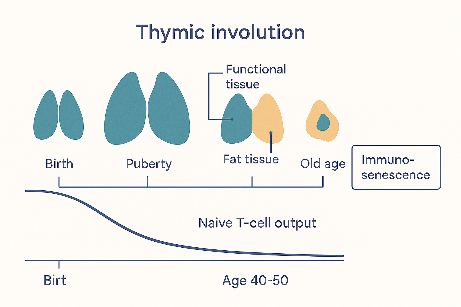 A left-to-right timeline of thymic involution from birth to old age: a large active thymus in childhood, peak mass at puberty, progressive replacement of pink functional tissue by yellow fat by middle age, and a small fatty remnant in old age, with a declining curve of naive T-cell output beneath and a panel of consequences (poor vaccine response, infection risk, weak tumour surveillance, inflammaging)